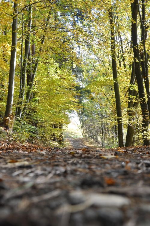 Laubbedeckter Weg im Wald mit grünen Buchen